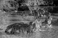 131 - ZEBRURES - JOELLE CAMUS - france <div : Afrique, Equides, Kenya, Mammifères, Masai Mara, Zebre des plaines, equus quagga, zebra, zebre de Burchell